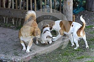 Little puppies bite and play with each other against the background of green grass. Beautiful white color, black nose and brown e