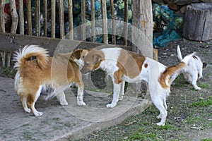 Little puppies bite and play with each other against the background of green grass. Beautiful white color, black nose and brown e