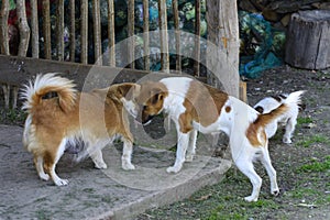 Little puppies bite and play with each other against the background of green grass. Beautiful white color, black nose and brown e