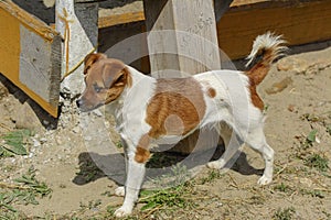 Little puppies bite and play with each other against the background of green grass. Beautiful white color, black nose and brown e