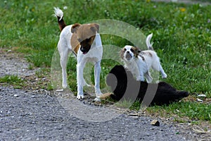 Little puppies bite and play with each other against the background of green grass. Beautiful white color, black nose and brown e