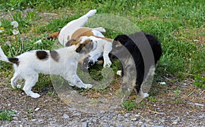 Little puppies bite and play with each other against the background of green grass. Beautiful white color, black nose and brown e