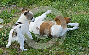 Little puppies bite and play with each other against the background of green grass. Beautiful white color, black nose and brown e