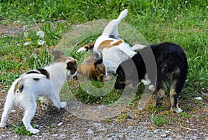 Little puppies bite and play with each other against the background of green grass. Beautiful white color, black nose and brown e