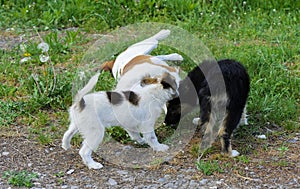 Little puppies bite and play with each other against the background of green grass. Beautiful white color, black nose and brown e