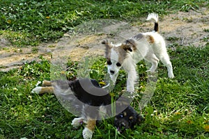 Little puppies bite and play with each other against the background of green grass. Beautiful white color, black nose and brown e