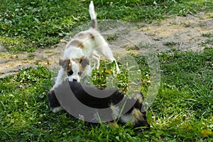 Little puppies bite and play with each other against the background of green grass. Beautiful white color, black nose and brown e