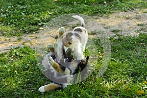 Little puppies bite and play with each other against the background of green grass. Beautiful white color, black nose and brown e