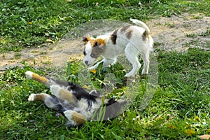 Little puppies bite and play with each other against the background of green grass. Beautiful white color, black nose and brown e