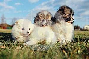 Little puppies. Pomeranian puppies playing outdoorPomeranian sp