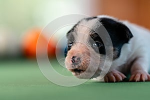 Little puppies on the pool table among billiard balls