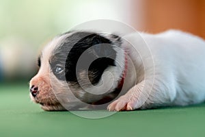 Little puppies on the pool table among billiard balls