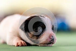 Little puppies on the pool table among billiard balls