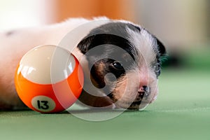 Little puppies on the pool table among billiard balls