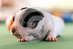 Little puppies on the pool table among billiard balls