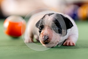 Little puppies on the pool table among billiard balls