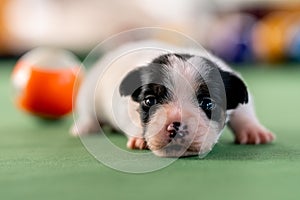 Little puppies on the pool table among billiard balls