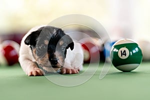 Little puppies on the pool table among billiard balls