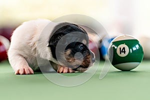 Little puppies on the pool table among billiard balls