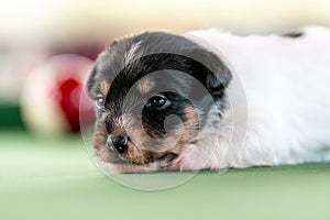 Little puppies on the pool table among billiard balls