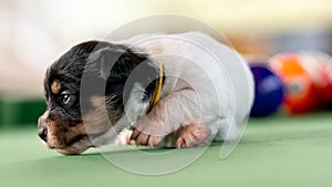 Little puppies on the pool table among billiard balls