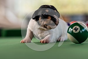 Little puppies on the pool table among billiard balls