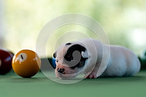 Little puppies on the pool table among billiard balls