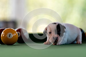 Little puppies on the pool table among billiard balls