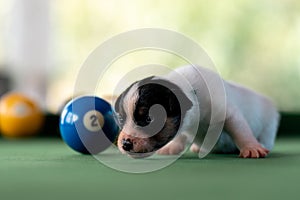 Little puppies on the pool table among billiard balls