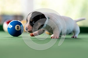 Little puppies on the pool table among billiard balls
