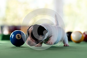 Little puppies on the pool table among billiard balls