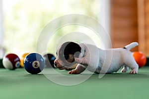 Little puppies on the pool table among billiard balls