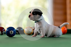 Little puppies on the pool table among billiard balls