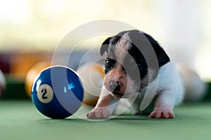 Little puppies on the pool table among billiard balls