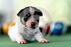 Little puppies on the pool table among billiard balls