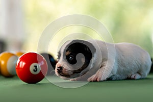 Little puppies on the pool table among billiard balls