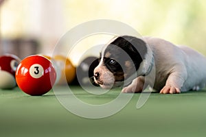 Little puppies on the pool table among billiard balls