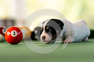 Little puppies on the pool table among billiard balls