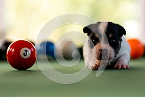 Little puppies on the pool table among billiard balls