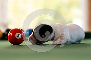 Little puppies on the pool table among billiard balls