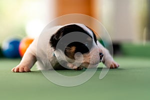 Little puppies on the pool table among billiard balls