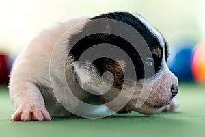 Little puppies on the pool table among billiard balls