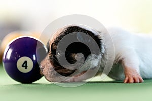 Little puppies on the pool table among billiard balls