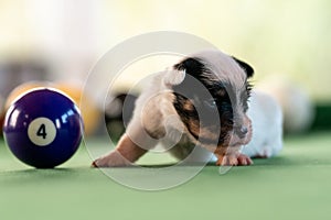 Little puppies on the pool table among billiard balls