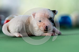 Little puppies on the pool table among billiard balls