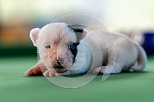 Little puppies on the pool table among billiard balls