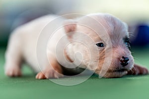 Little puppies on the pool table among billiard balls