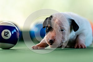 Little puppies on the pool table among billiard balls