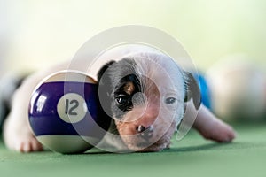 Little puppies on the pool table among billiard balls