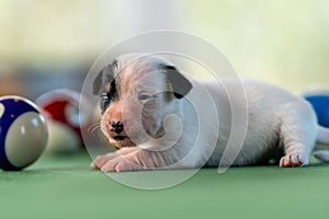 Little puppies on the pool table among billiard balls